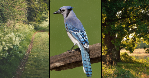 Blue Jay and Forests