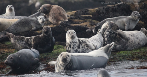 Seals laying on a rocky shore, looking toward camera