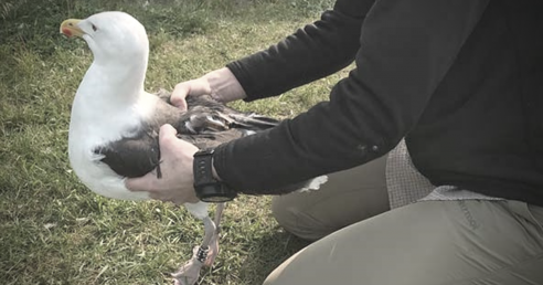Scientist holding gull